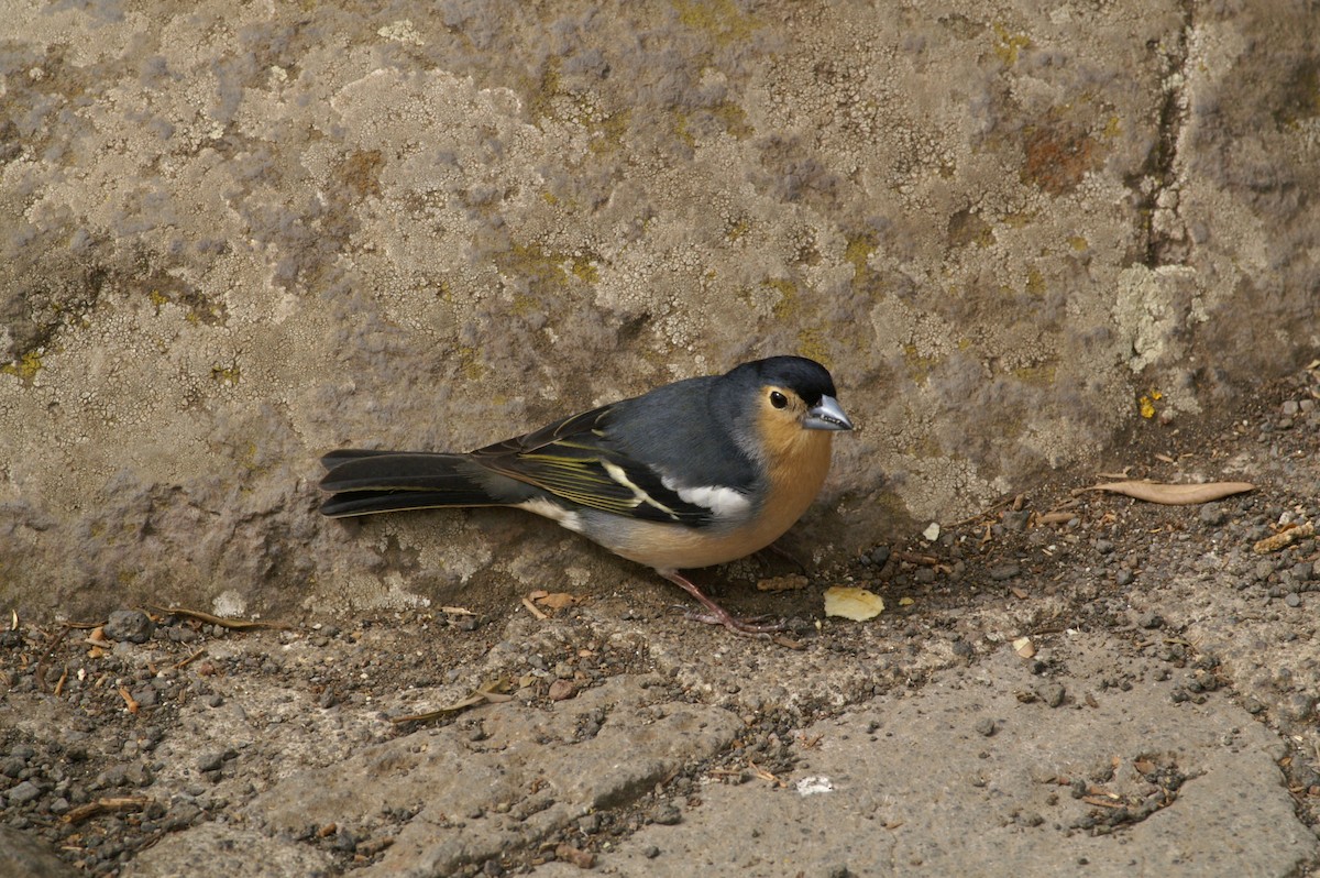 Canary Islands Chaffinch - ML608445206