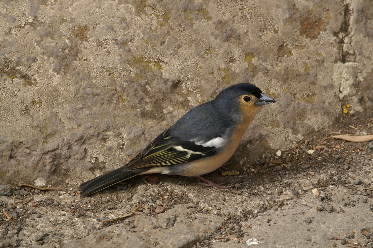 Canary Islands Chaffinch - ML608445209