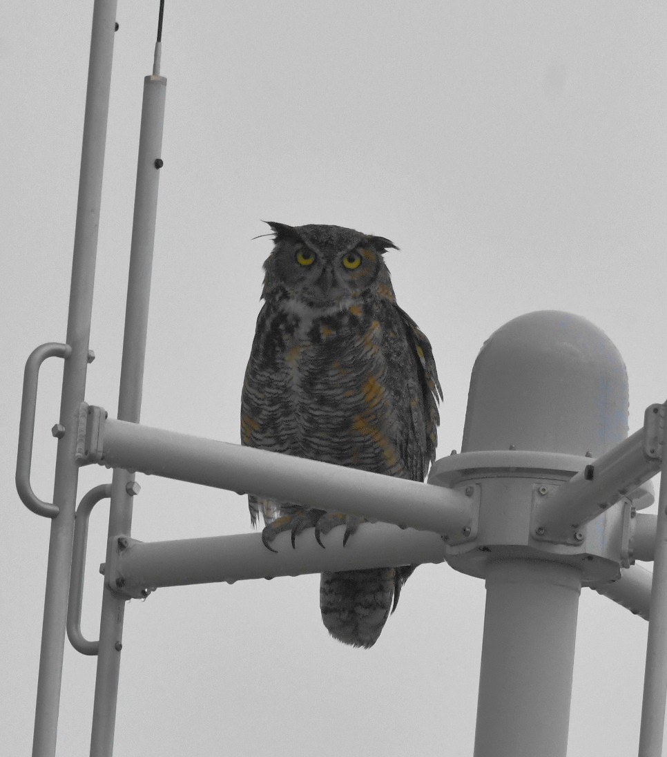 Great Horned Owl - Kristina Fisher