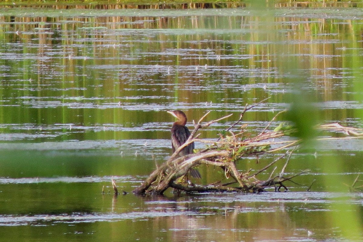 Pygmy Cormorant - ML608445255