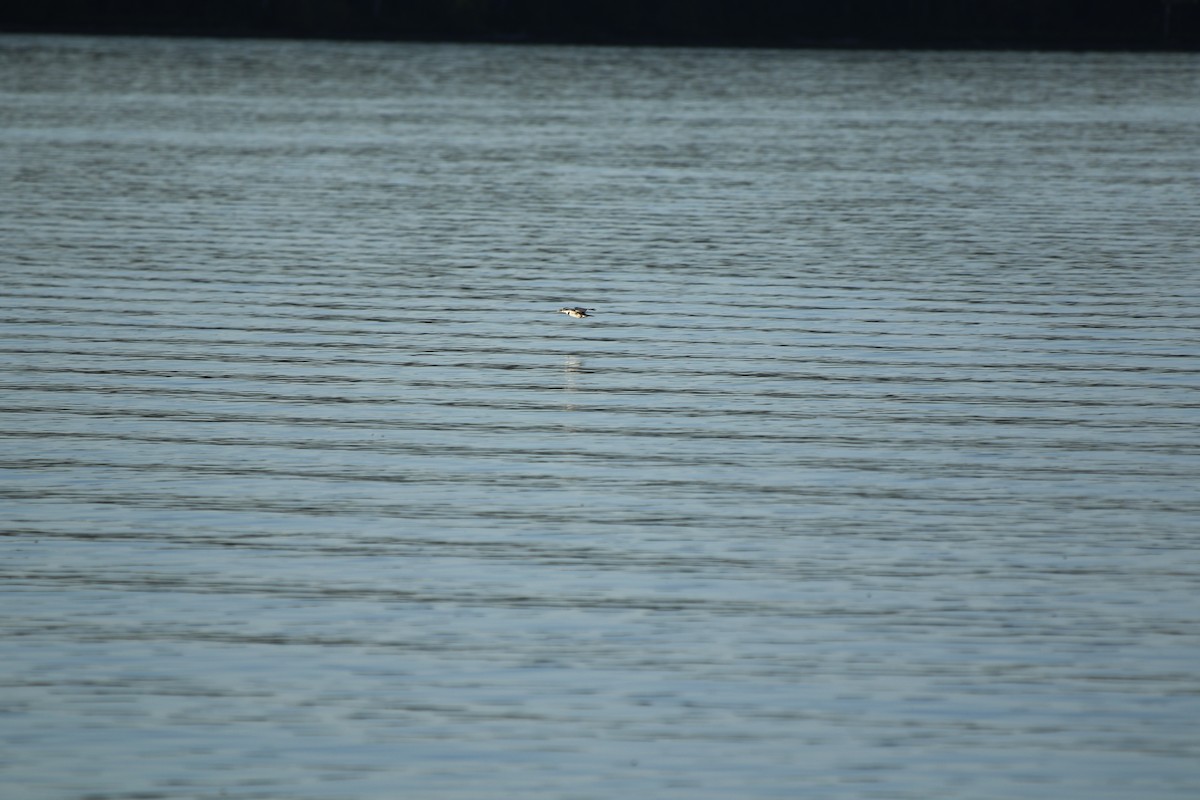 Belted Kingfisher - ML608445331