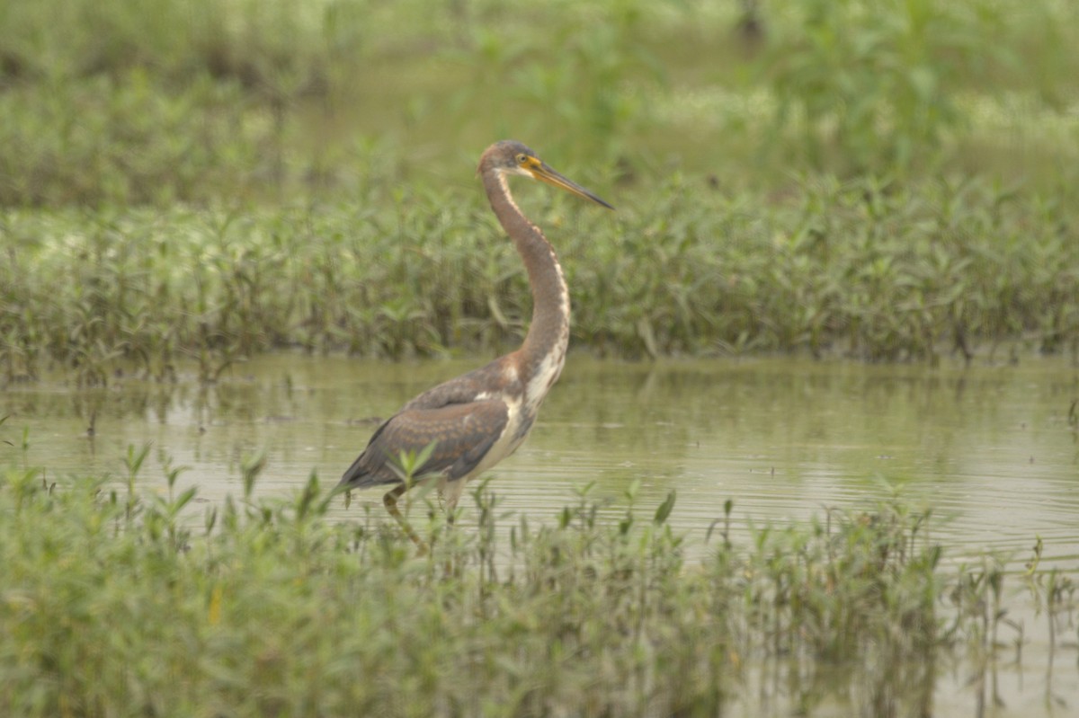 Tricolored Heron - ML608445423