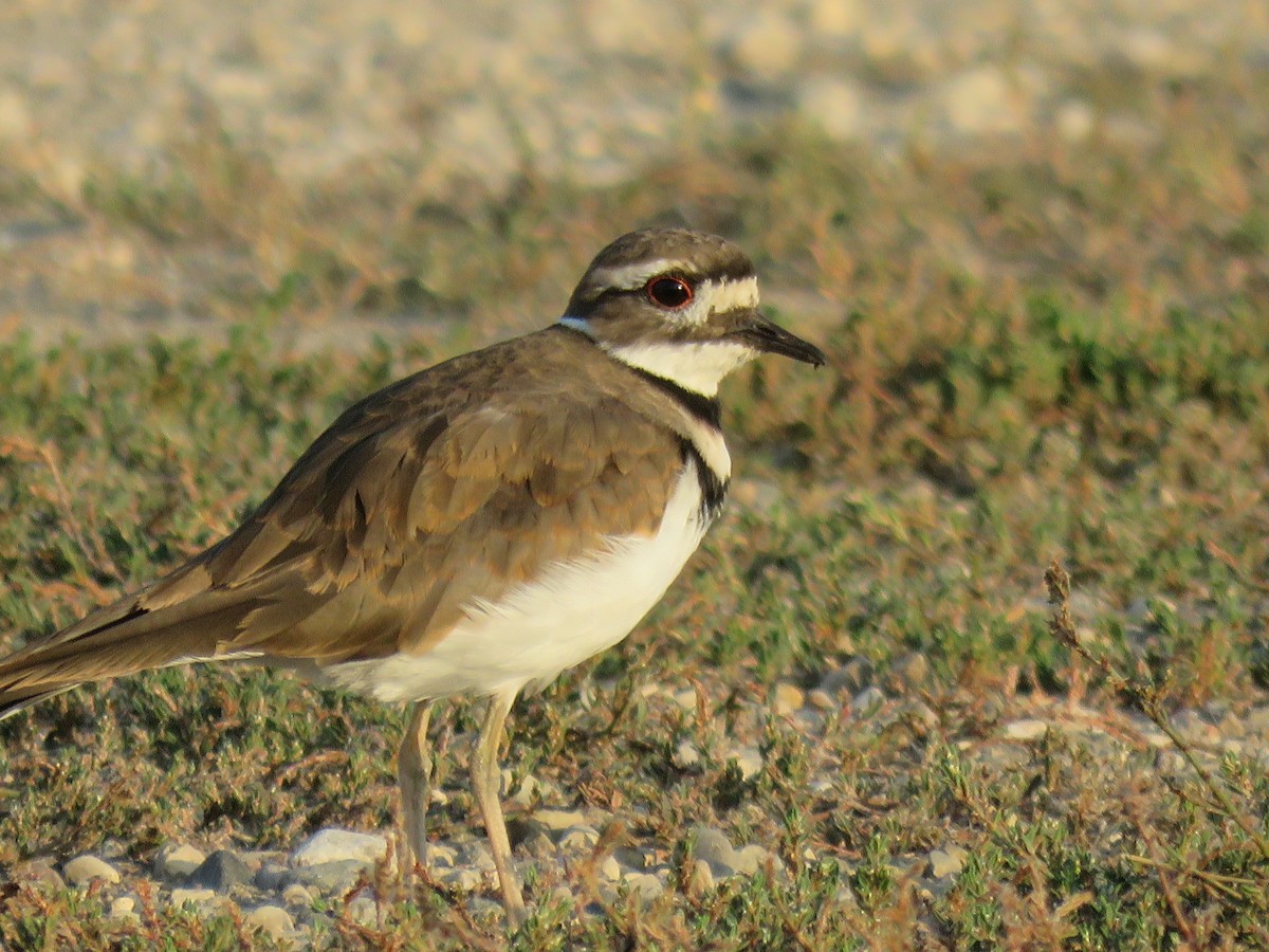 Killdeer - ML608445431