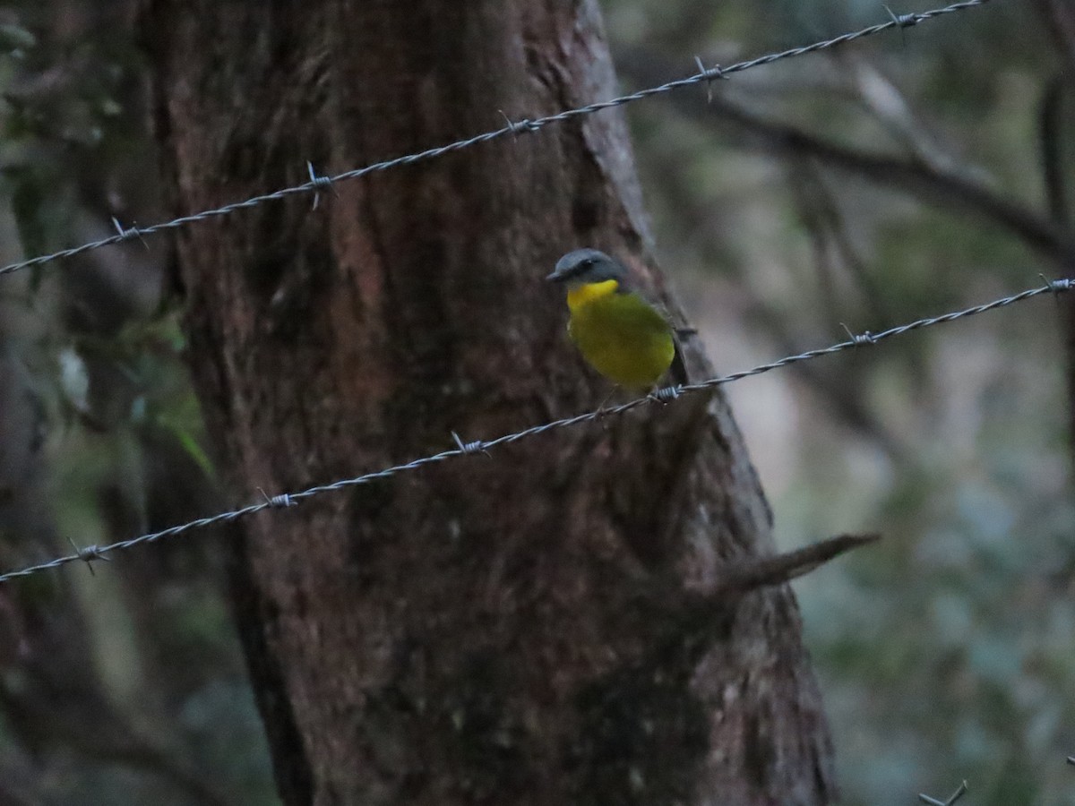 Eastern Yellow Robin - Ben Ward