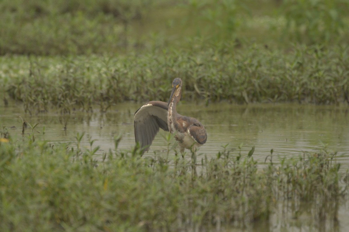 Tricolored Heron - ML608445464