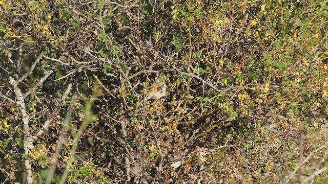 Spectacled Warbler - ML608445472