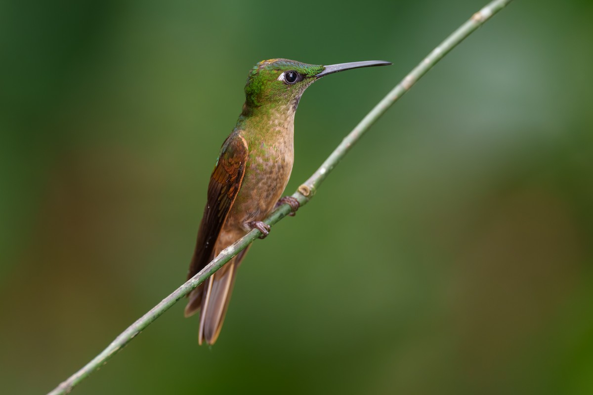 Fawn-breasted Brilliant - ML608445514