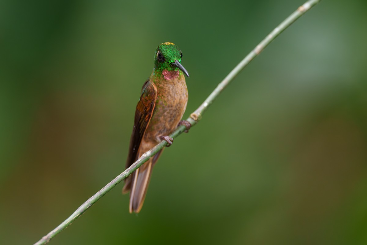 Fawn-breasted Brilliant - Jeff Hapeman