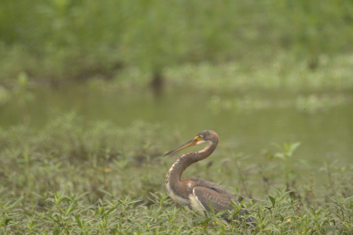 Tricolored Heron - ML608445521