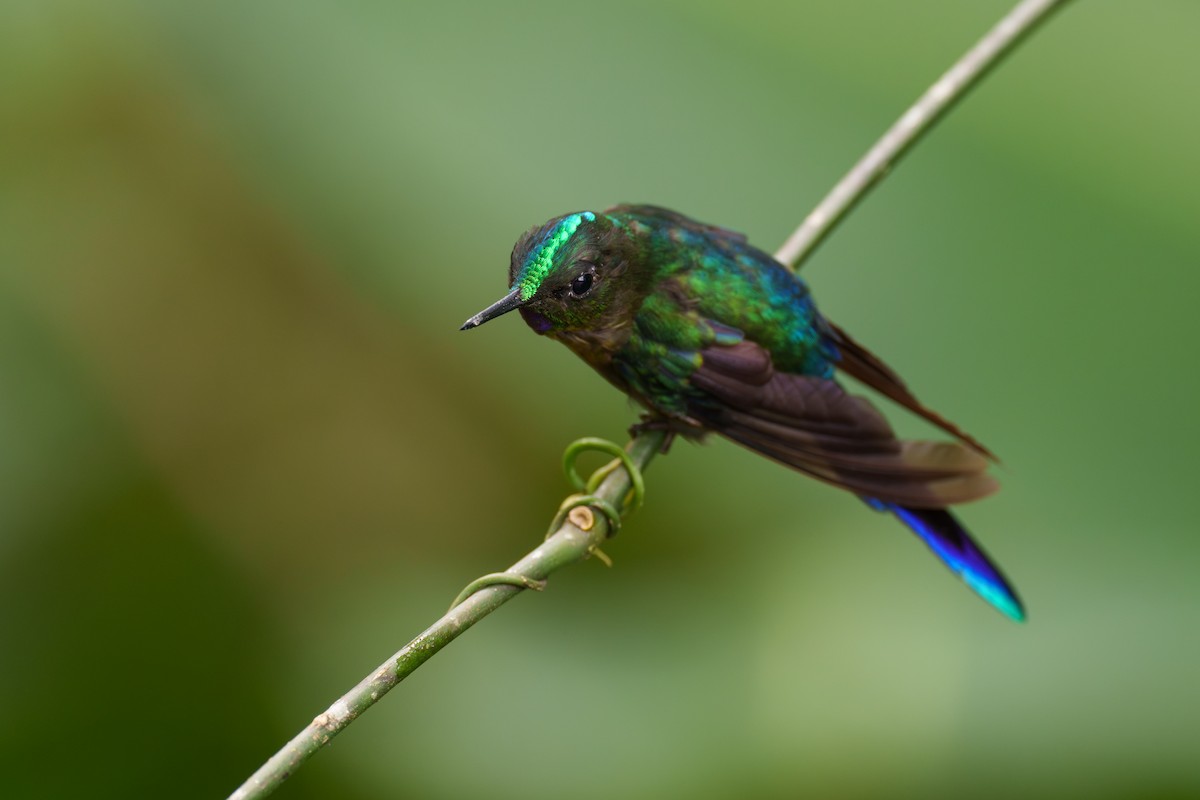 Violet-tailed Sylph - Jeff Hapeman