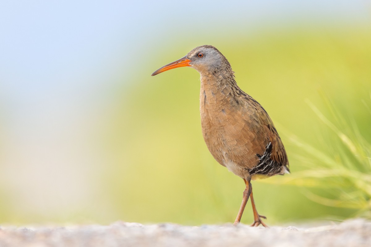 Virginia Rail - Dorian Anderson