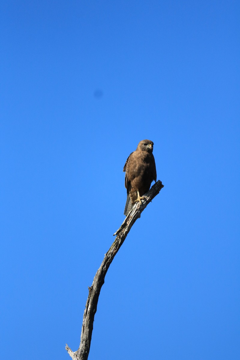 Hawaiian Hawk - ML608445621