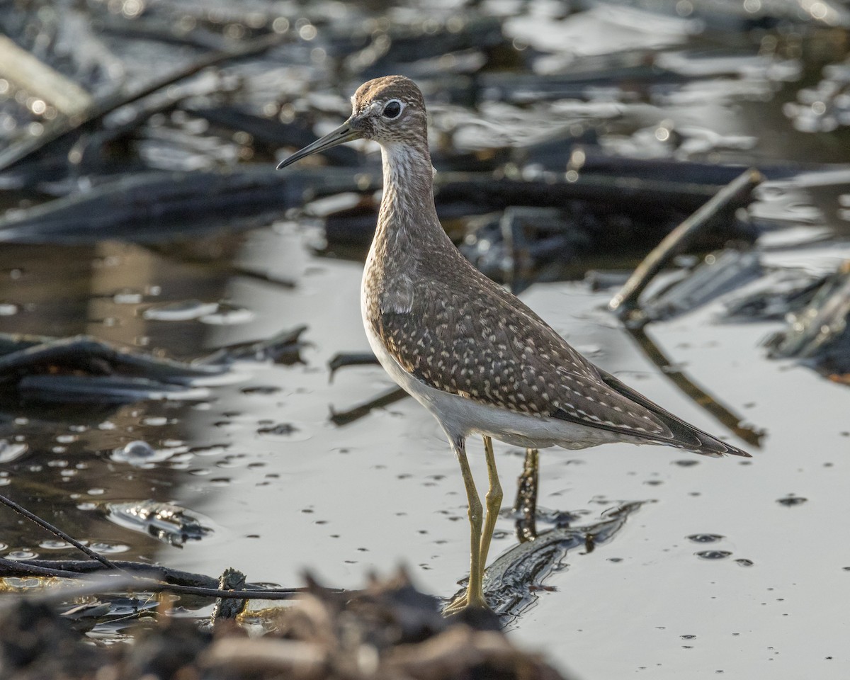 Solitary Sandpiper - ML608445669