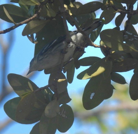 Cerulean Warbler - ML608445808