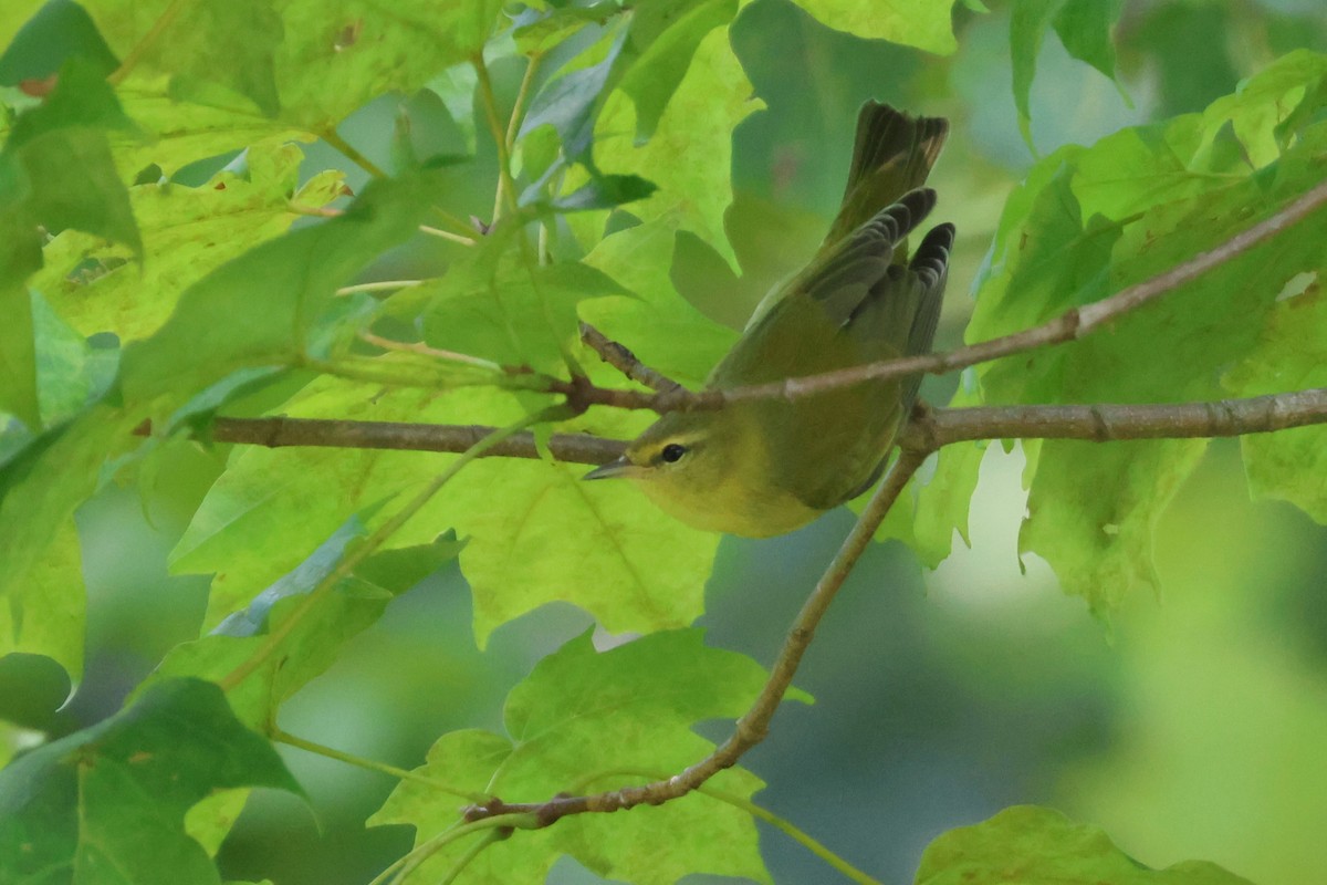 Tennessee Warbler - David Nelson