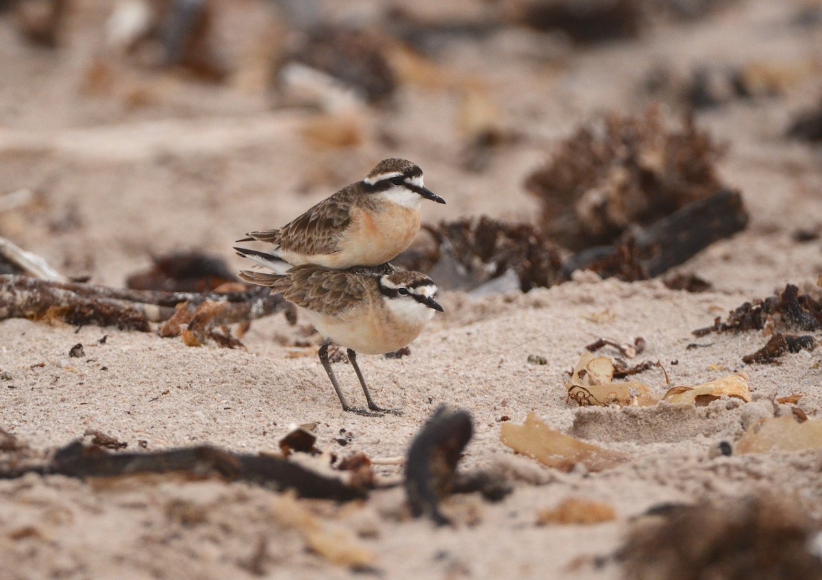 Kittlitz's Plover - Gabriel Jamie