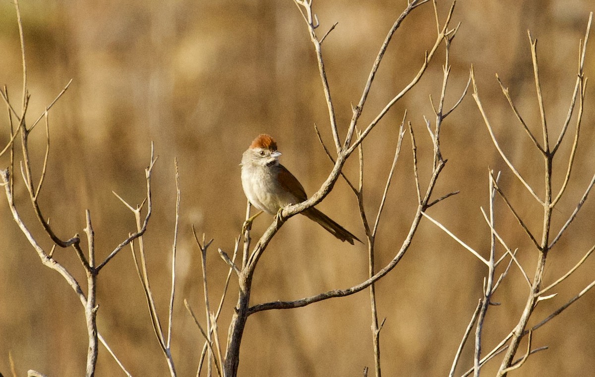 Pale-breasted Spinetail - ML608445996