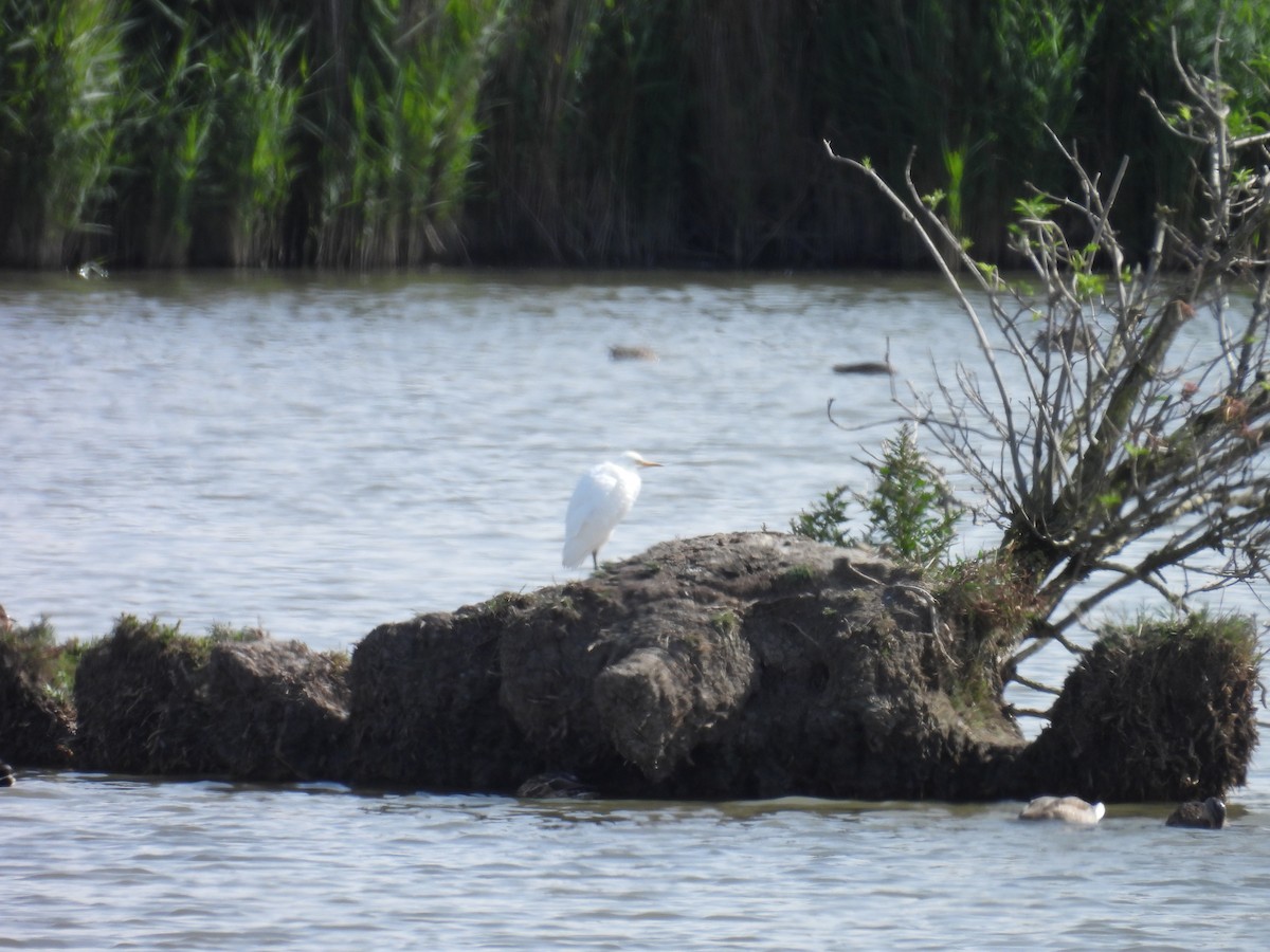 Western Cattle Egret - ML608445998