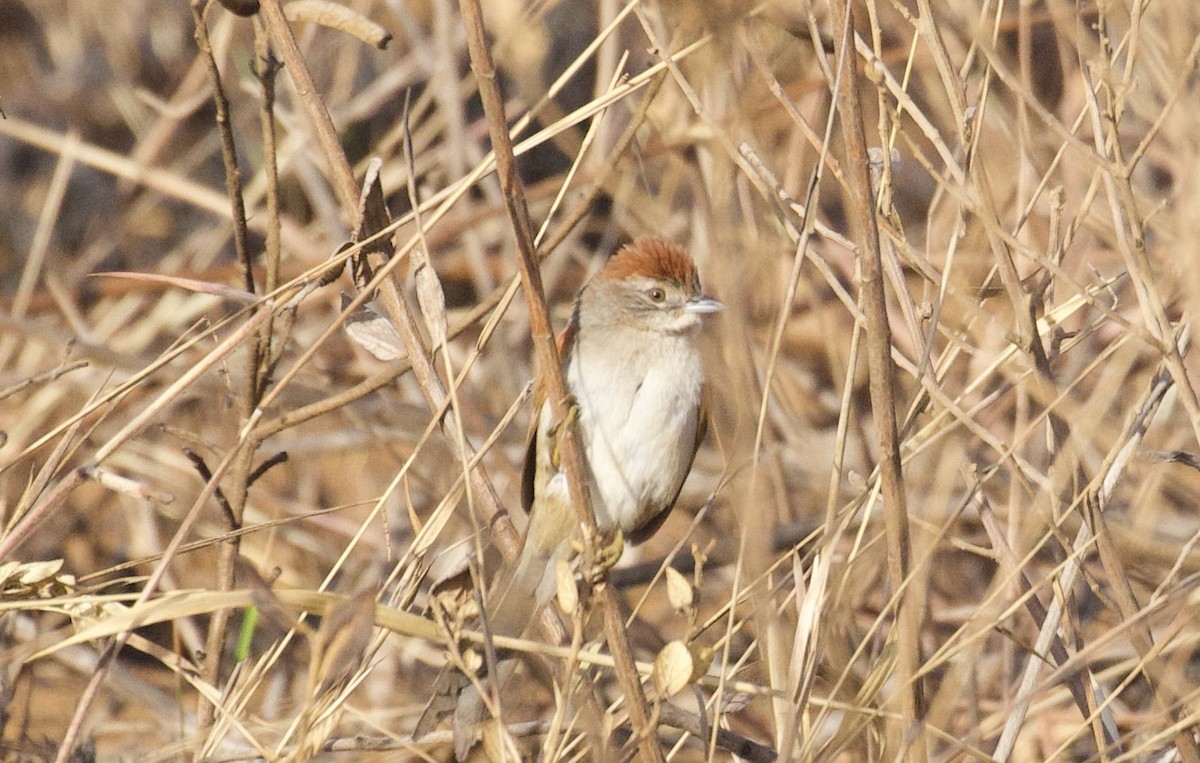 Pale-breasted Spinetail - ML608446124