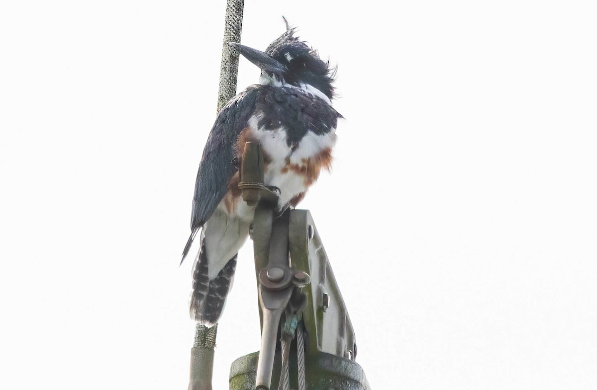 Belted Kingfisher - ML608446138