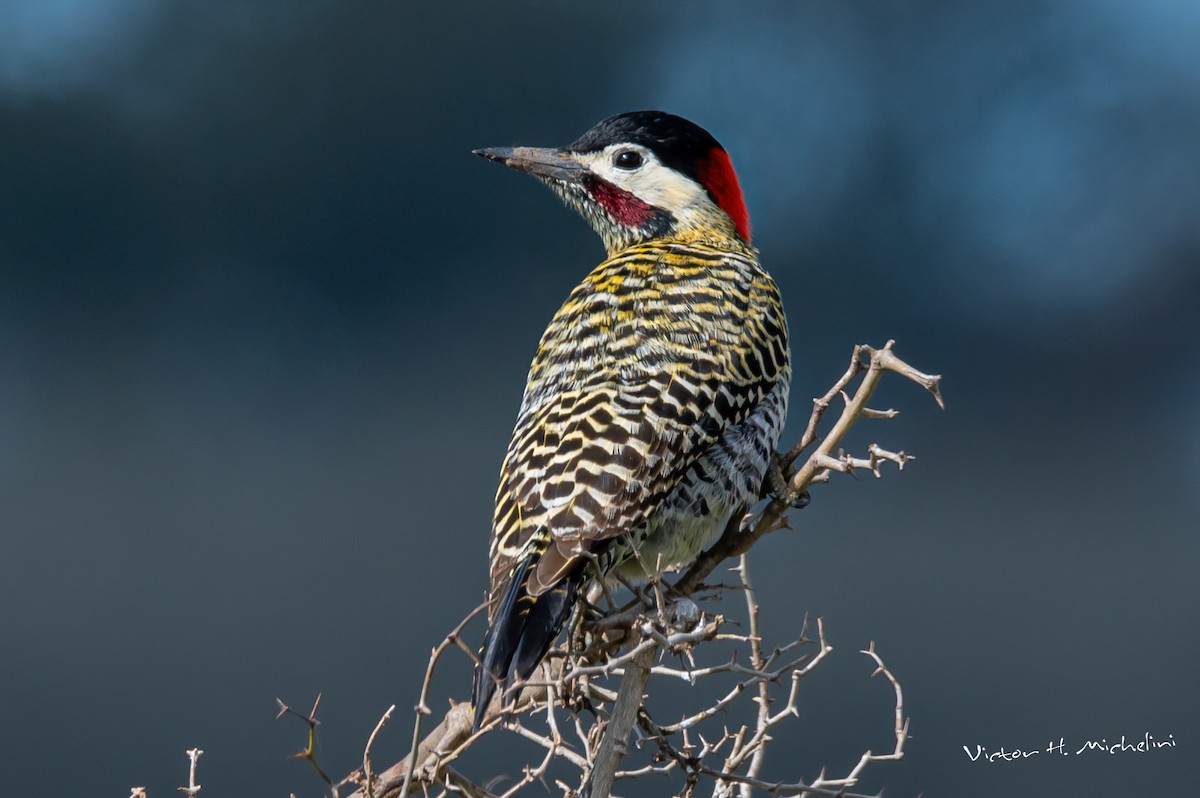 Green-barred Woodpecker - ML608446223