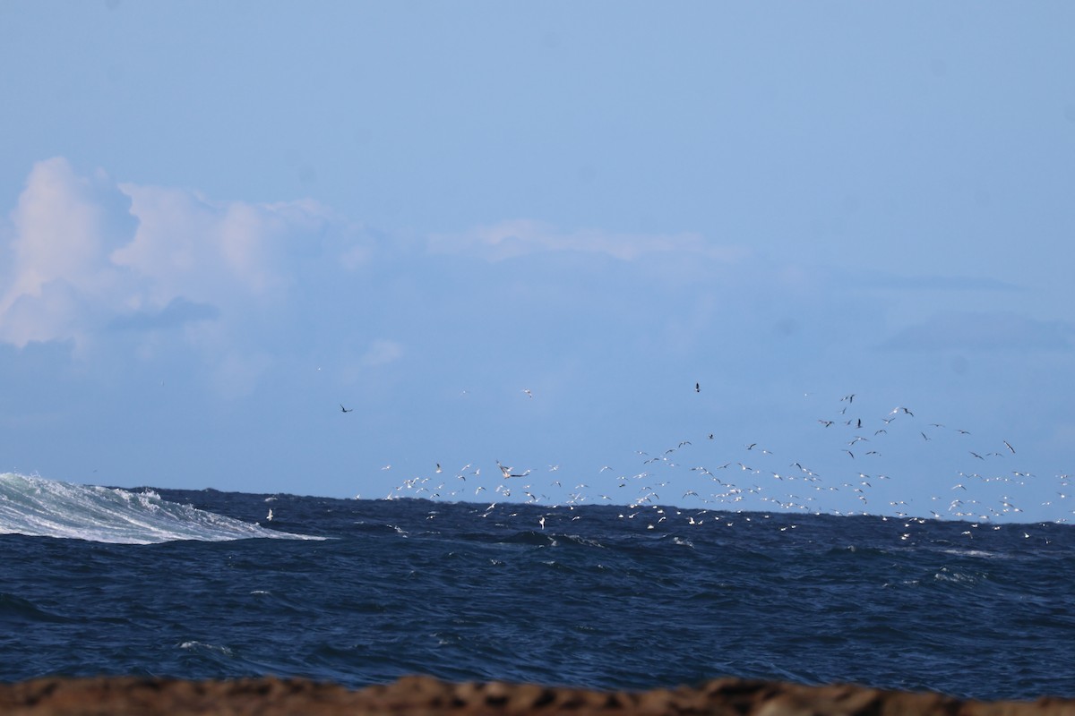 Silver Gull - ML608446371