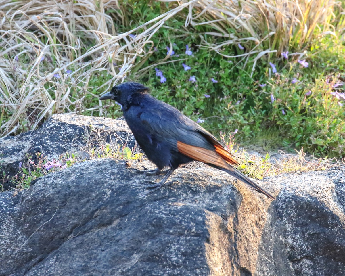 Red-winged Starling - ML608446474