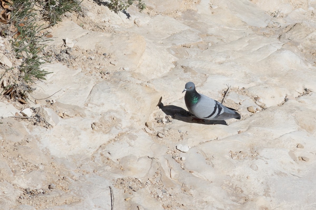 Rock Pigeon (Wild type) - Andrew Dreelin