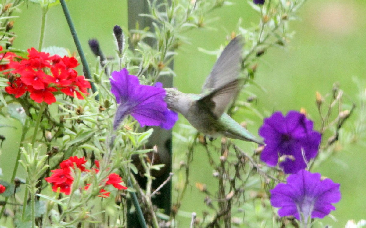 Colibri à gorge rubis - ML608446768