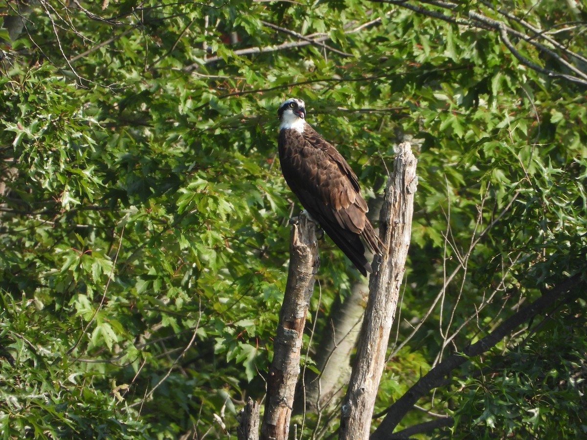 Águila Pescadora - ML608446821