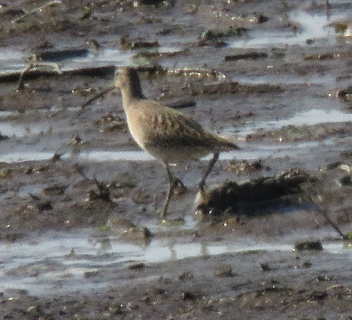 Long-billed Dowitcher - ML608446857