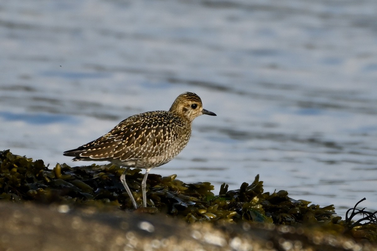 Pacific Golden-Plover - marlene mitchell