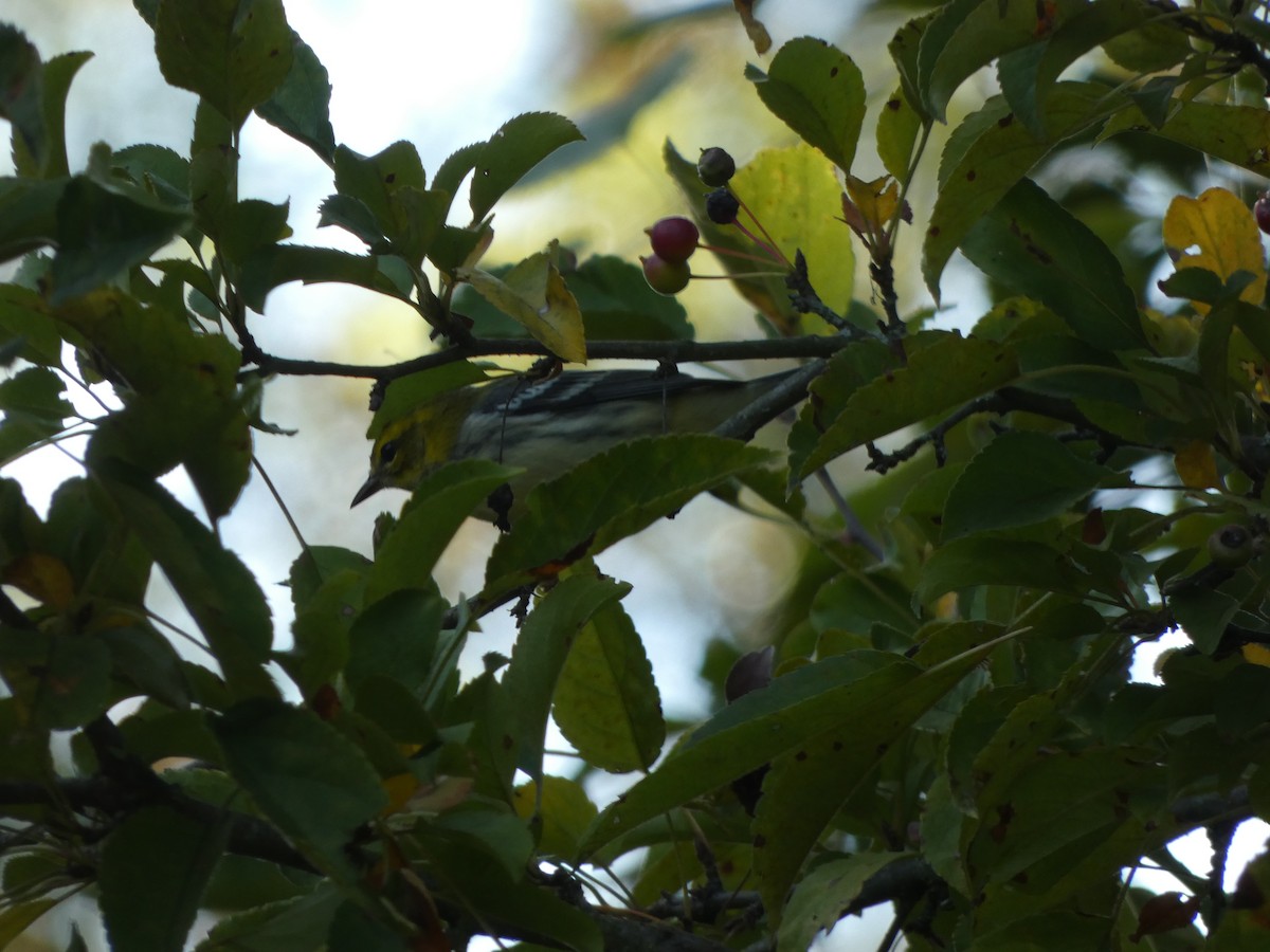 Black-throated Green Warbler - ML608447037