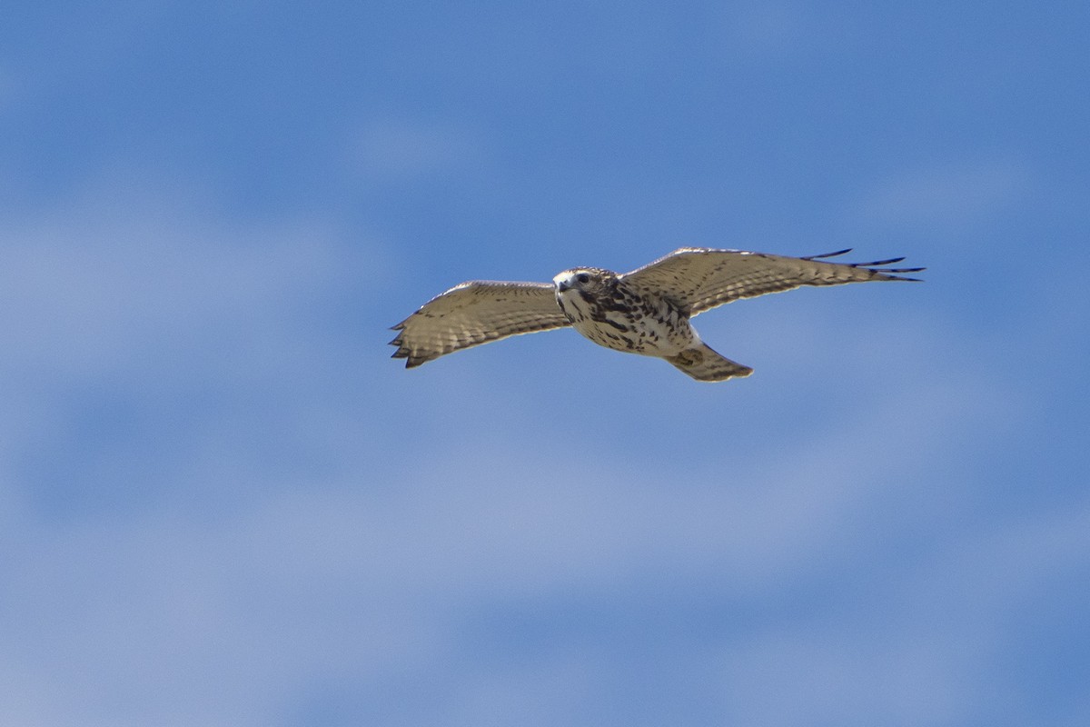 Broad-winged Hawk - ML608447053