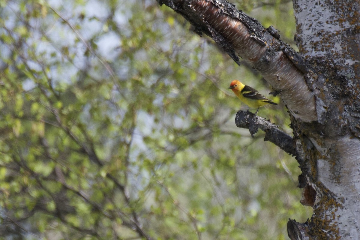 Western Tanager - ML608447231