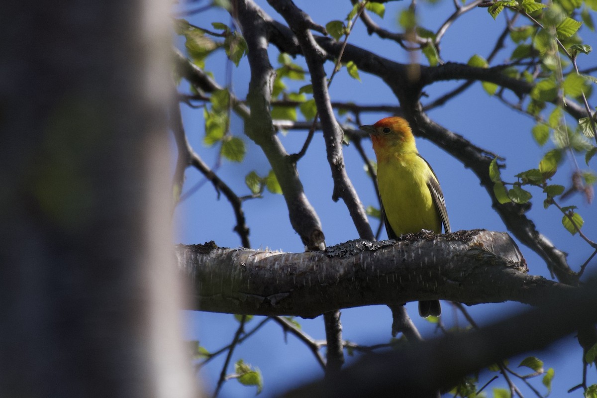 Western Tanager - ML608447232