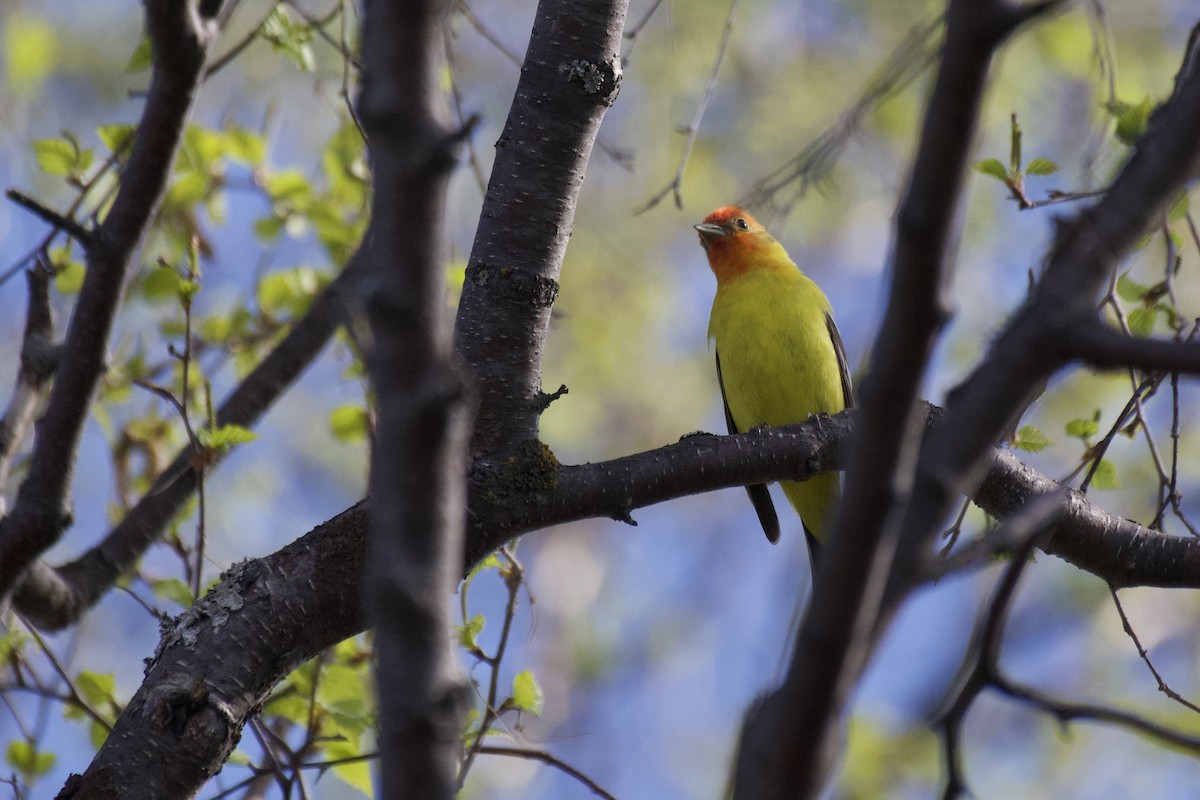 Western Tanager - ML608447233