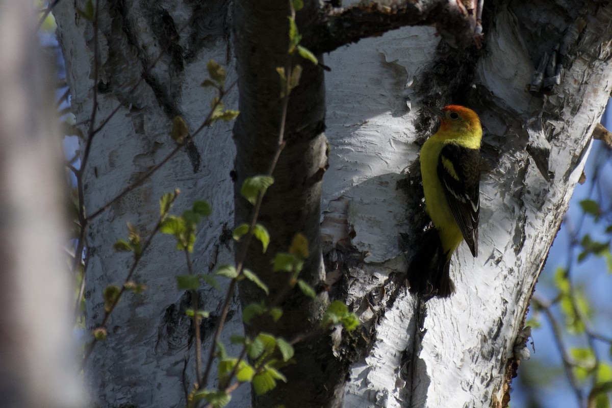 Western Tanager - ML608447234