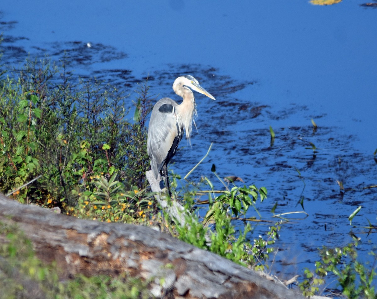 Great Blue Heron - ML608447425