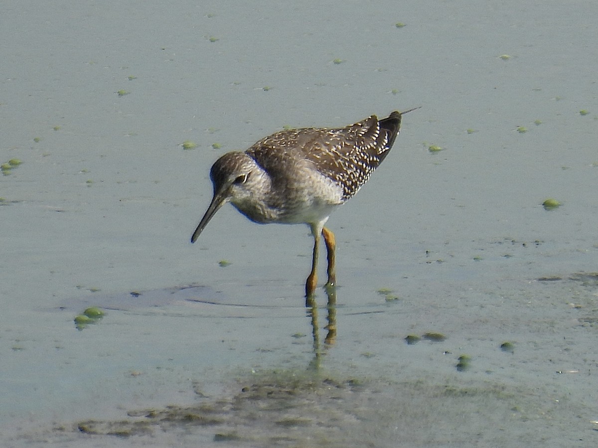 Lesser Yellowlegs - ML608447481