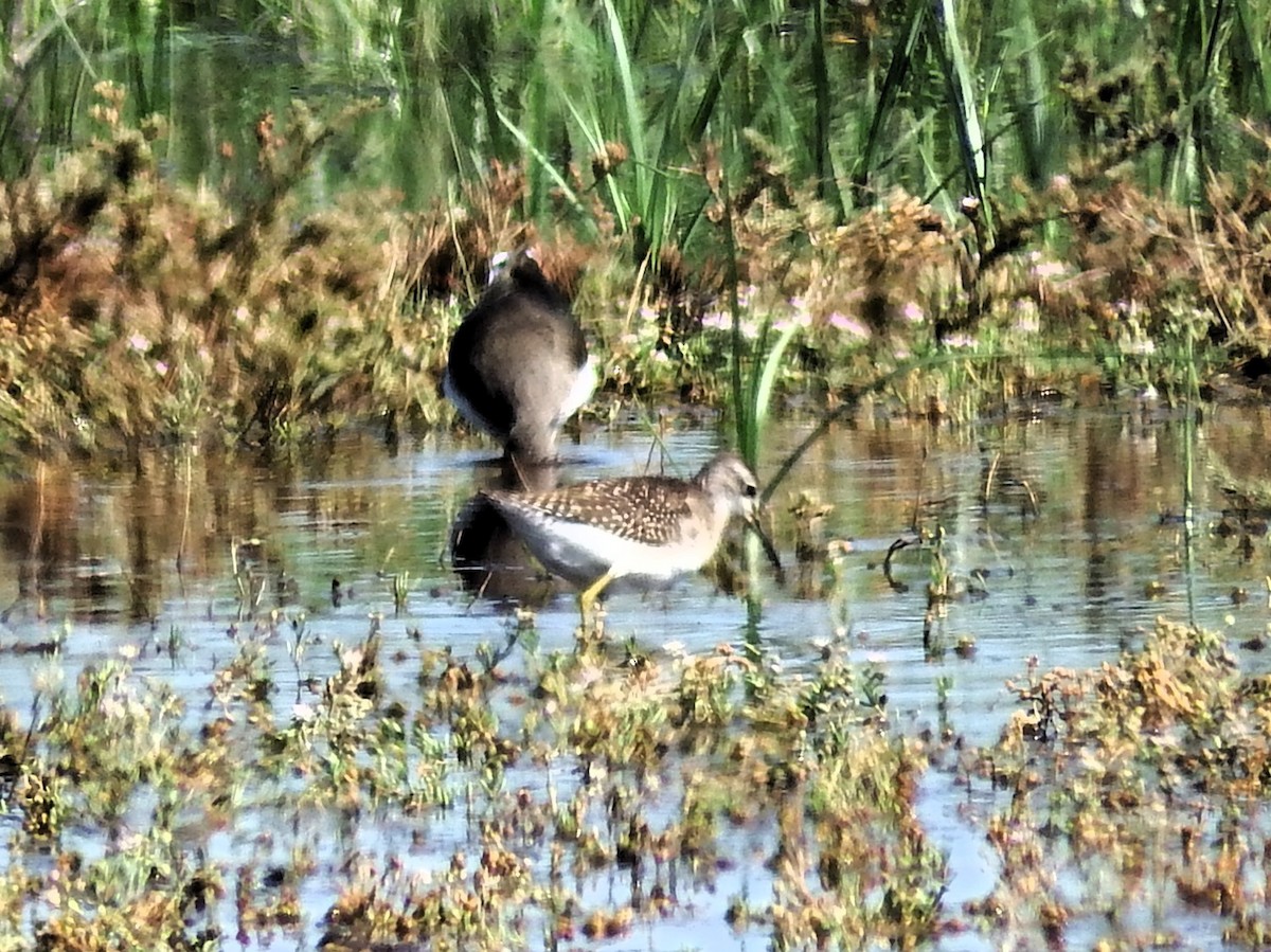 Wood Sandpiper - ML608447501