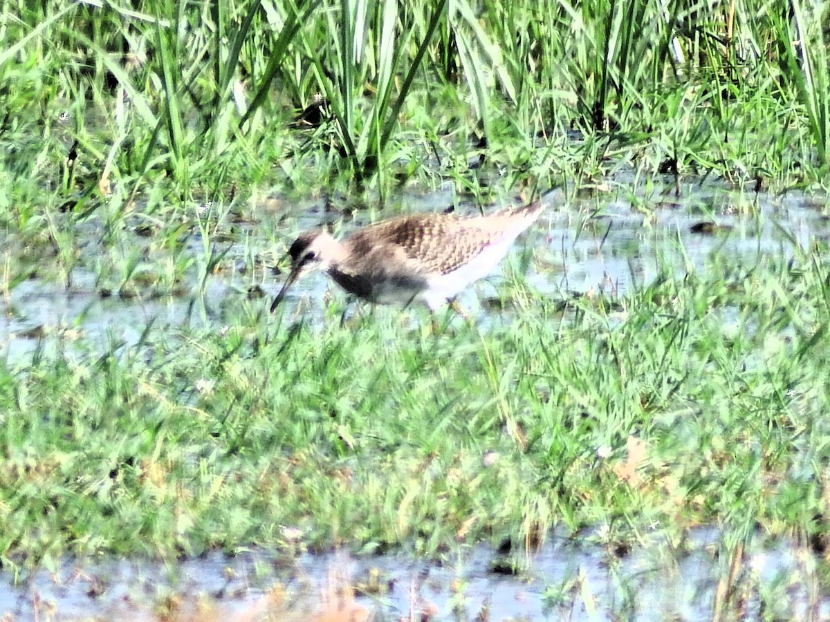 Wood Sandpiper - ML608447511