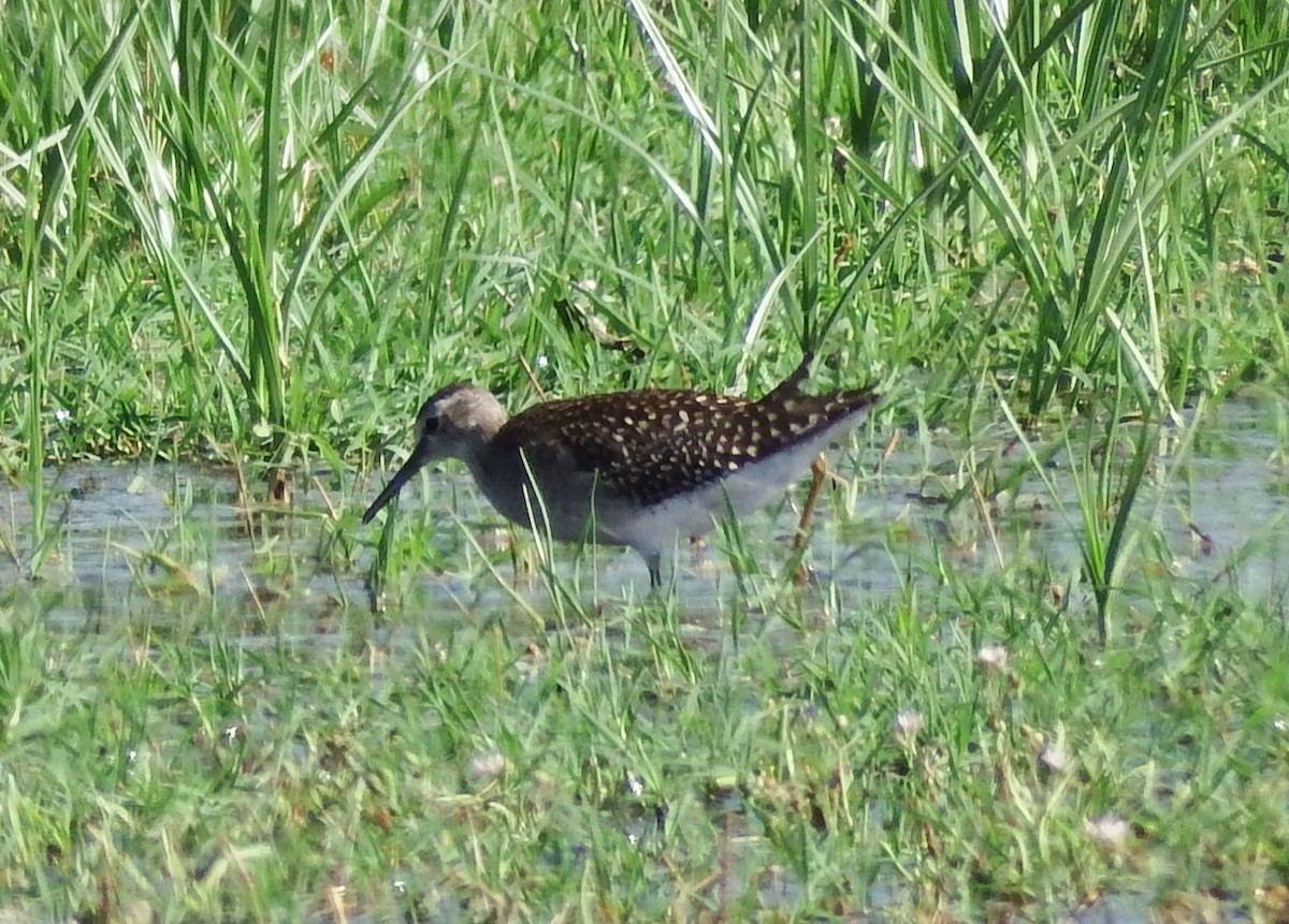 Wood Sandpiper - ML608447514