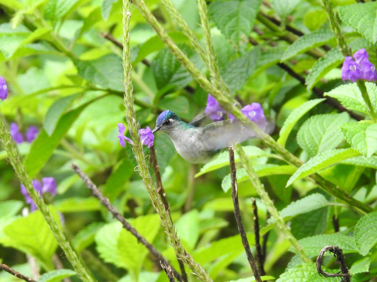 Colibri à tête violette - ML608447520