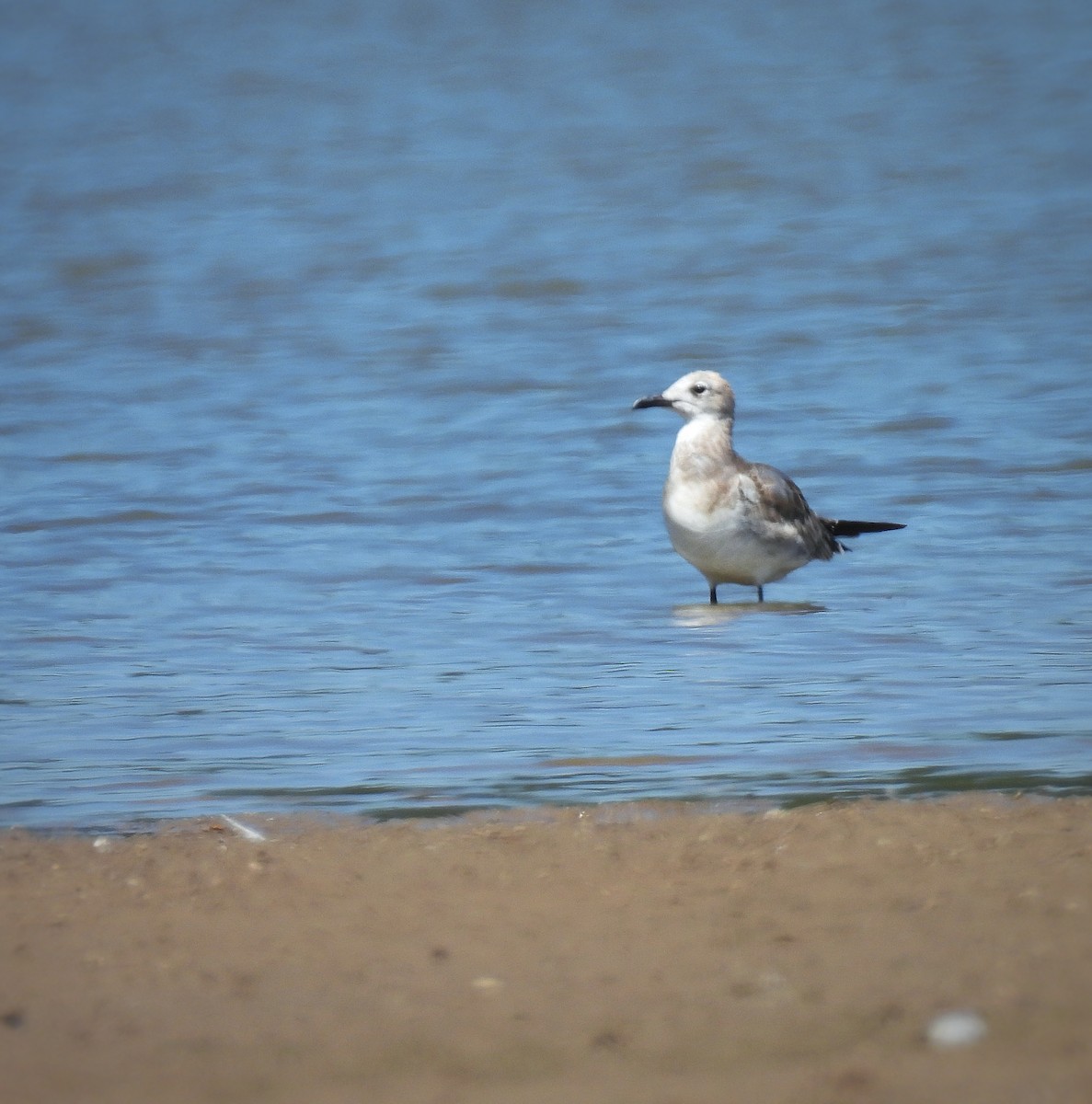 Laughing Gull - Jeff Gardner