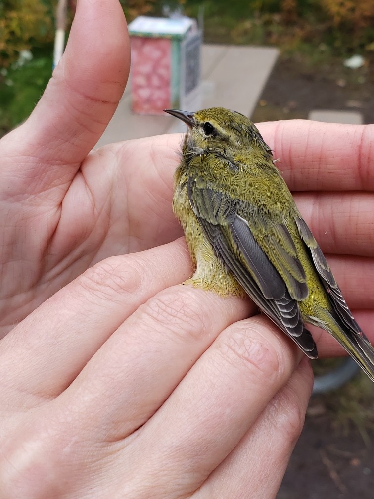 Tennessee Warbler - ML608447650