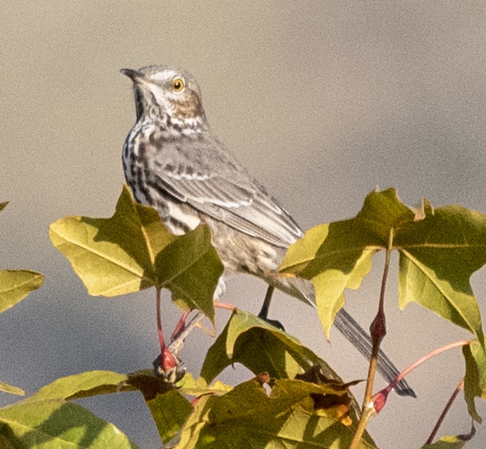 Beifuß-Spottdrossel - ML608447774