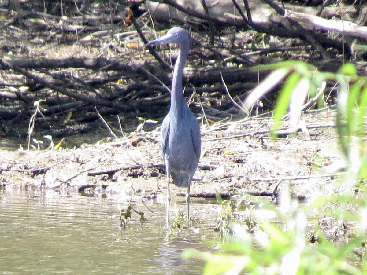 Little Blue Heron - ML608447784