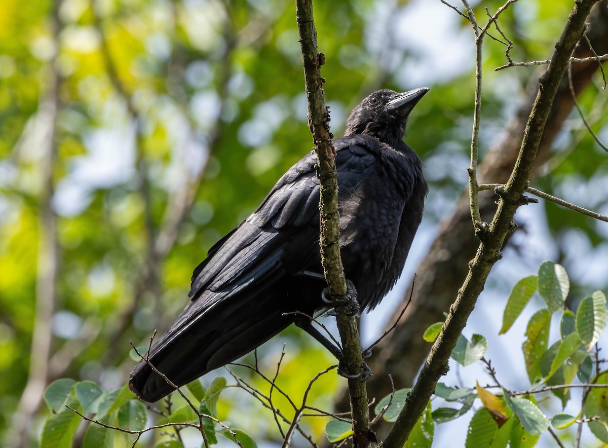 American Crow - ML608447885