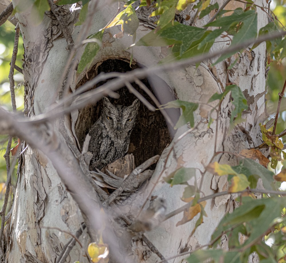 Western Screech-Owl - ML608447958